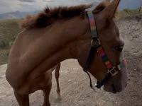 Cheval, Tiger horse — photo 1