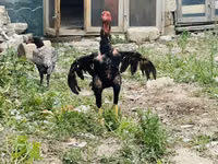 Chickens — foto 3
