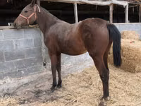 Kısrak, Thoroughbred horse — foto 5