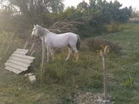 Cheval, Azerbaijan horse — photo 5