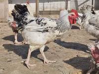 Chickens — zdjęcie 1