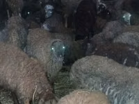 绵羊（批次，未指定性别）, Sheep — 照片 5