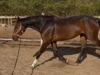 ცხენი, Hanoverian — ფოტო 3