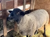 Qoʻchqor, White Suffolk sheep — 1-rasm