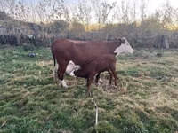 Vaca, Latvian Blue cattle — foto 1