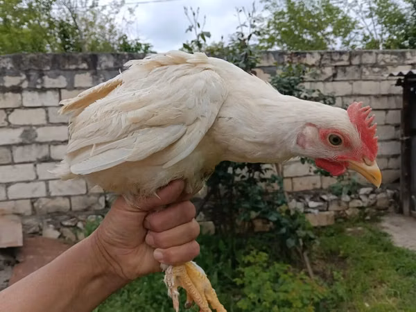 Chickens