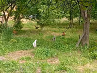 Chickens — foto 2