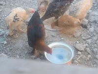 Chickens — zdjęcie 1