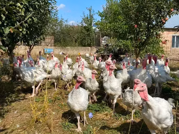 Turkeys — Arménie