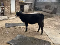 பசு, Russian Black pied cattle — புகைப்படம் 2