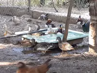 Ducks — foto 1