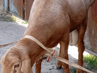 Qoʻchqor, Ordabasy sheep — 2-rasm