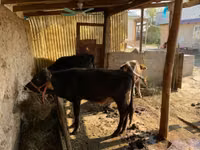 मवेशी (लॉट, लिंग निर्दिष्ट नहीं), मवेशी — फ़ोटो 4