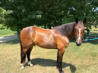 Cavalo, Cavalos — foto 4