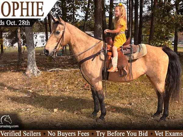 Mare, Rocky Mountain Horse