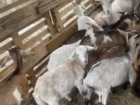 Kozioł, Kozy — zdjęcie 3