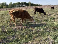 İribuynuzlu mal-qara (partiya, cinsi göstərilməyib), Mal-qara — foto 5