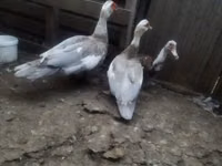 Ducks — zdjęcie 1
