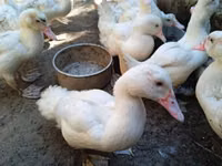 Ducks — foto 1