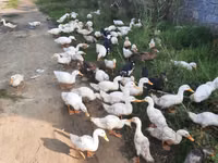 Amerykański Pekin — zdjęcie 5