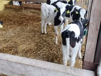Buqa, Swiss cattle — 7-rasm