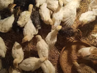 Turkeys — foto 3