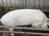 Säue — Foto 4