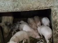 Knur, Świnie — zdjęcie 1