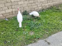 Turkeys — Foto 6