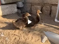 مسكوفي منزلي — الصورة 2
