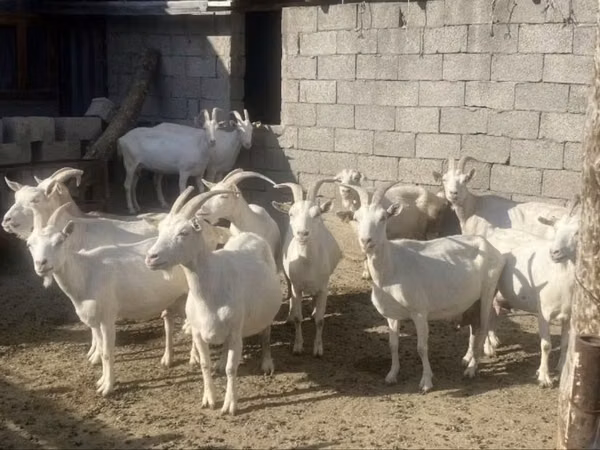 Dişi keçi, Saanen goat