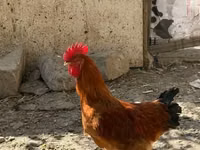 Chickens — foto 1