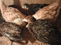 Turkeys — الصورة 3