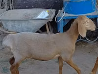Oveja, Arashan sheep — foto 3