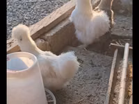 Silkie — foto 2
