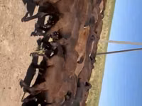 Ram, Sheep — photo 2