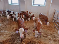 Buqa, Simmental cattle — 2-rasm