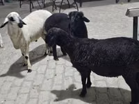 公羊, Sheep — 照片 3