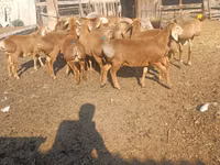 Ram, Arashan sheep — photo 2