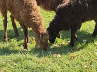 Bélier, Moutons — photo 4