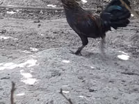 Chickens — foto 1