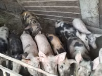 Eber, Schweine — Foto 3