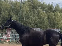 Cheval, Trakehner — photo 2