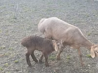 Oveja, Arashan sheep — foto 1