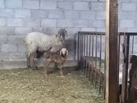 Owca, Arashan sheep — zdjęcie 5