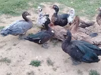 Ducks — zdjęcie 2
