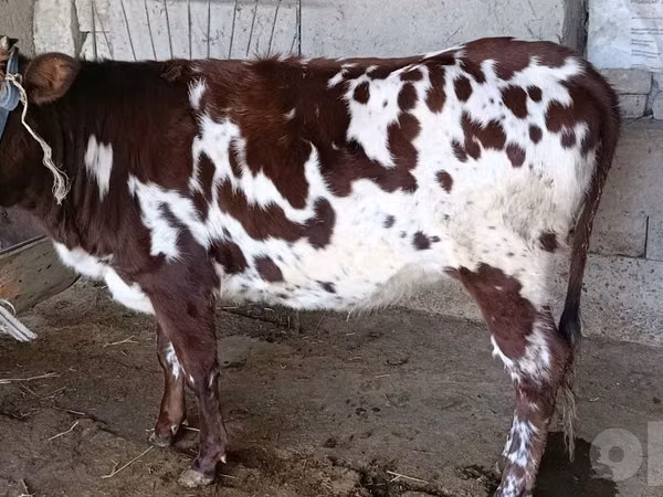 Sigir, Qoramol