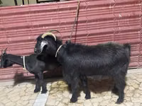 Keçi, Keçiler — foto 1