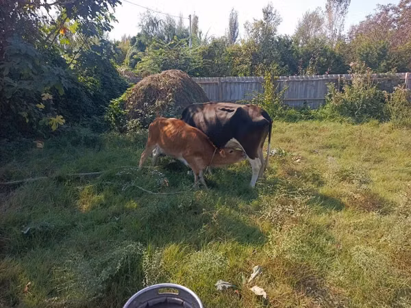 ძროხა, მსხვილფეხა რქოსანი