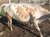 بقرة, Simmental cattle — الصورة 1